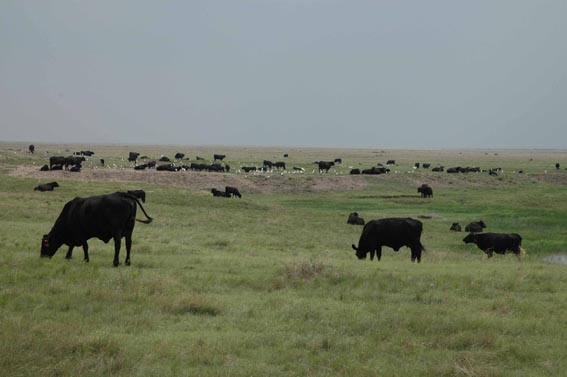 Herd of cattle at McKnight Ranch