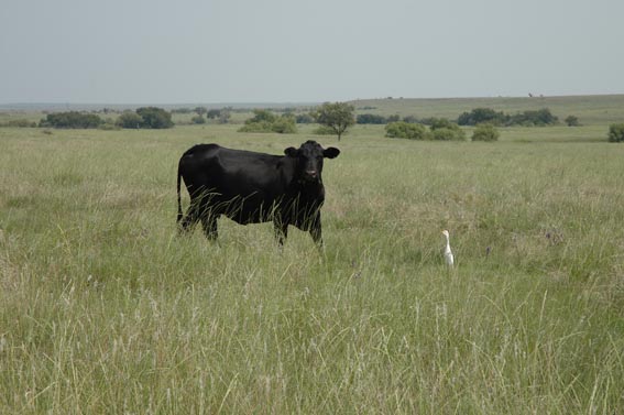 Cow standing in field at McKnight Ranch