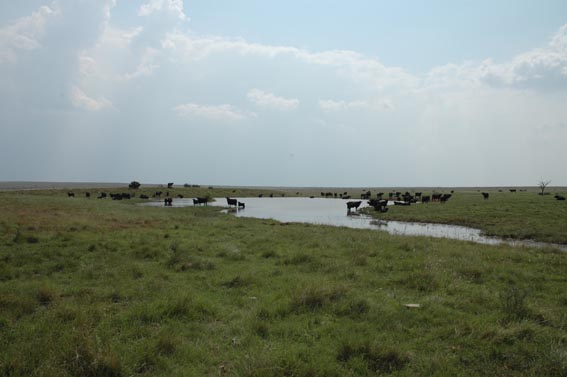 Cows in pond at McKnight Ranch