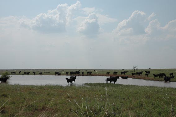Cows around and standing in pond at McKnight Ranch
