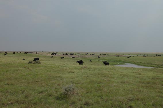 Cows in field at McKnight Ranch