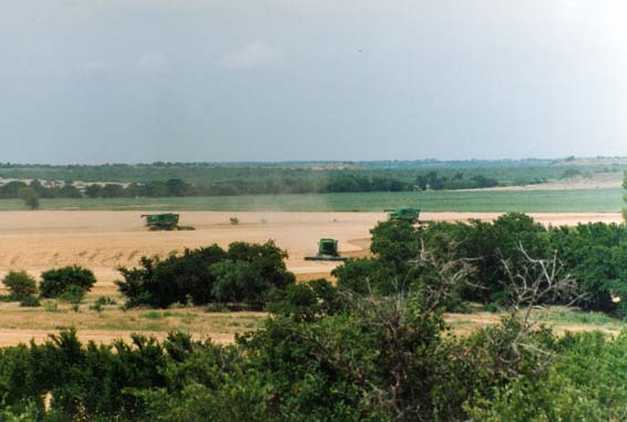 2 combines harevesting crops in a field at McKnight Ranch