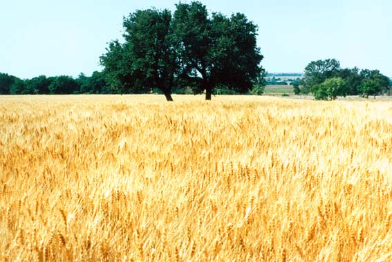 Wheat field at McKnight Ranch