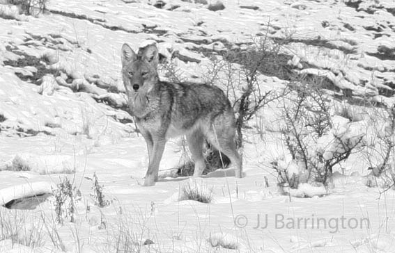 Wolf in snow at McKnight Ranch