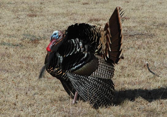 Turkey at McKnight Ranch