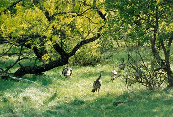 Wild turkey in trees at McKnight Ranch