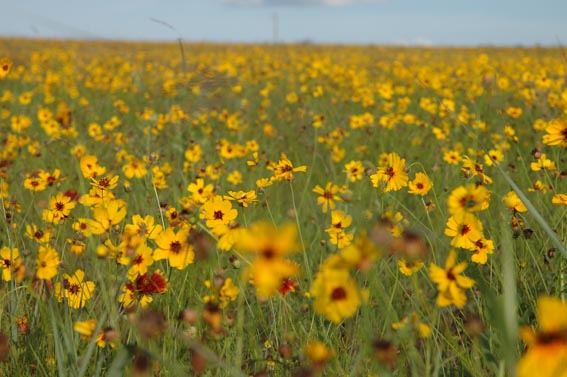 Indian Blanket wildflowers in a field at McKnight Ranch.