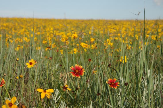 Indian Blanket wildflowers in a field at McKnight Ranch.