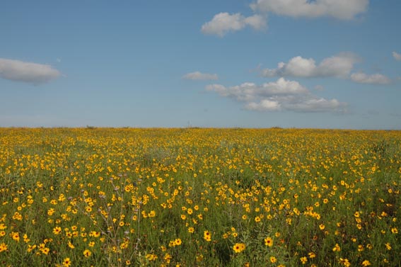 Indian Blanket wildflowers in a field at McKnight Ranch.