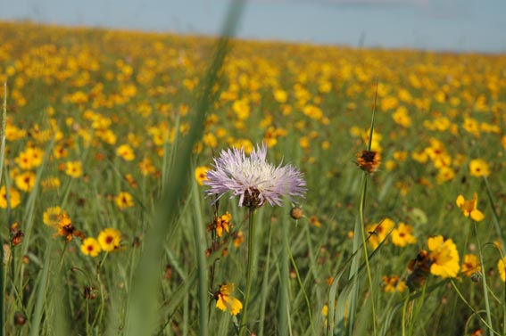 Wildflowers in field at McKnight Ranch