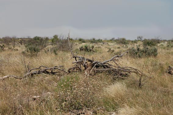 Field with tall grass and dead wood at McKnight Ranch