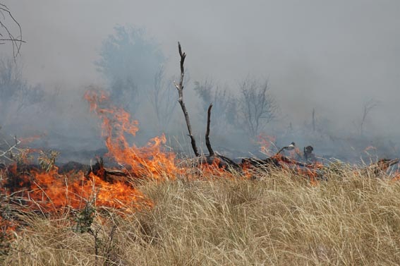 Controlled burn in field at McKnight Ranch.