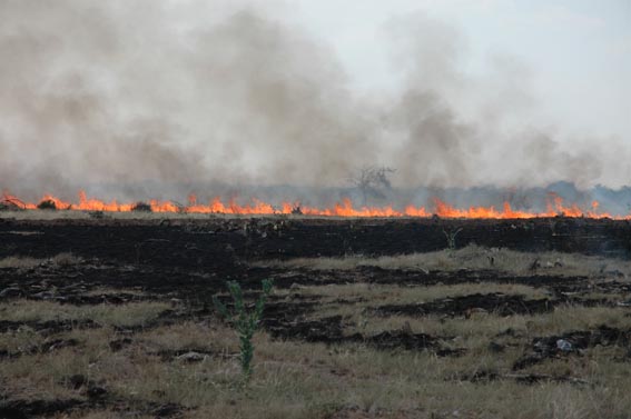 Controlled burn in field at McKnight Ranch.