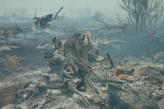 Burned tree stumps in field at McKnight Ranch