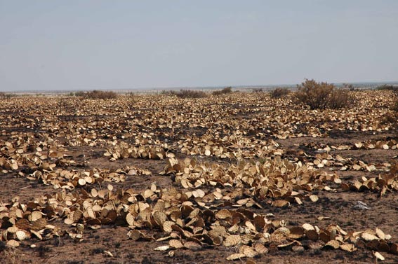 Burnt field at McKnight Ranch