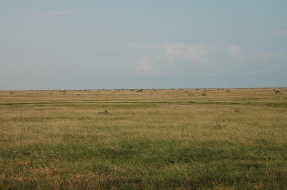 Field 1 year after controlled burn at McKnight Ranch