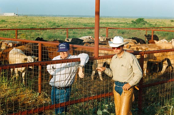 Cowboy and farmhand with cattle at McKnight Ranch.
