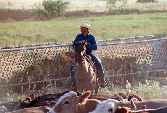 Cowboy on horse with cattle at McKnight Ranch.