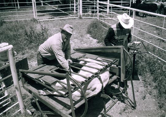 Cow in a cage at McKnight Ranch.