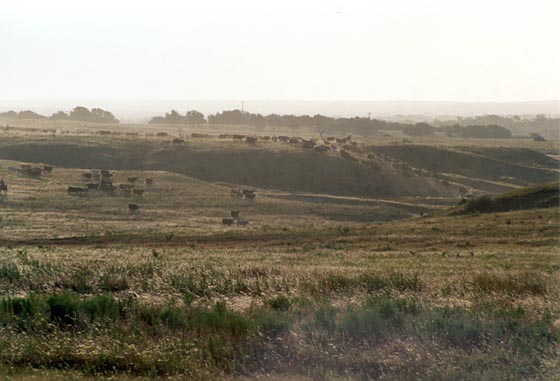 Cattle in field at McKnight Ranch