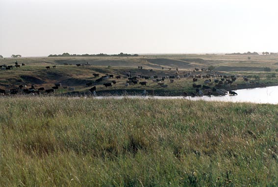 Cattle in field at McKnight Ranch