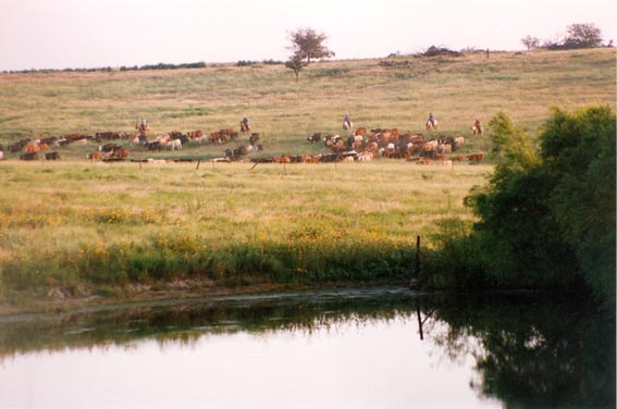 Cattle roundup at McKnight Ranch