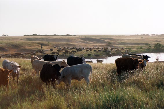 Cattle roundup at McKnight Ranch