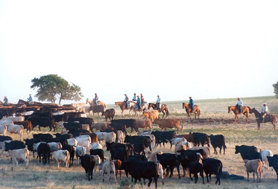 Cattle roundup at McKnight Ranch