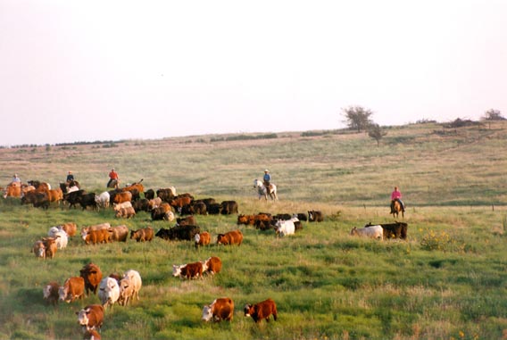 Cattle roundup at McKnight Ranch