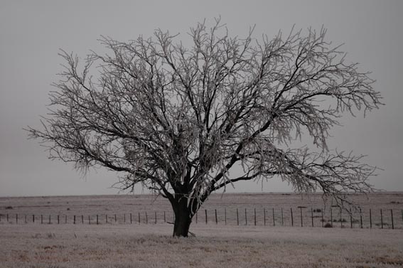 Icy tree during winter at McKnight Ranch