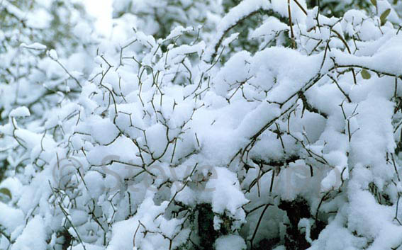 Snowy plants at McKinght Ranch