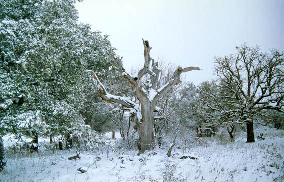 Snowy dead tree at McKnight Ranch