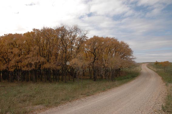 Yellow leaves on trees at McKnight Ranch.