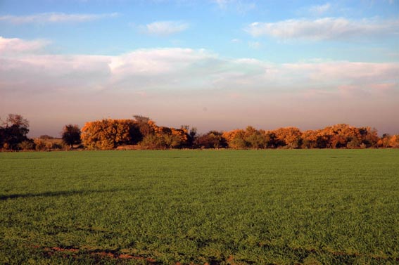 Trees turning colors during Fall at McKnight Ranch