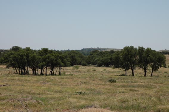 Trees in field at McKnight Ranch south.