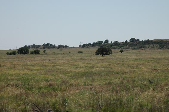 Field at McKnight Ranch south