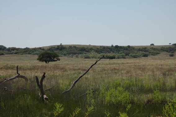 Field at McKnight Ranch south